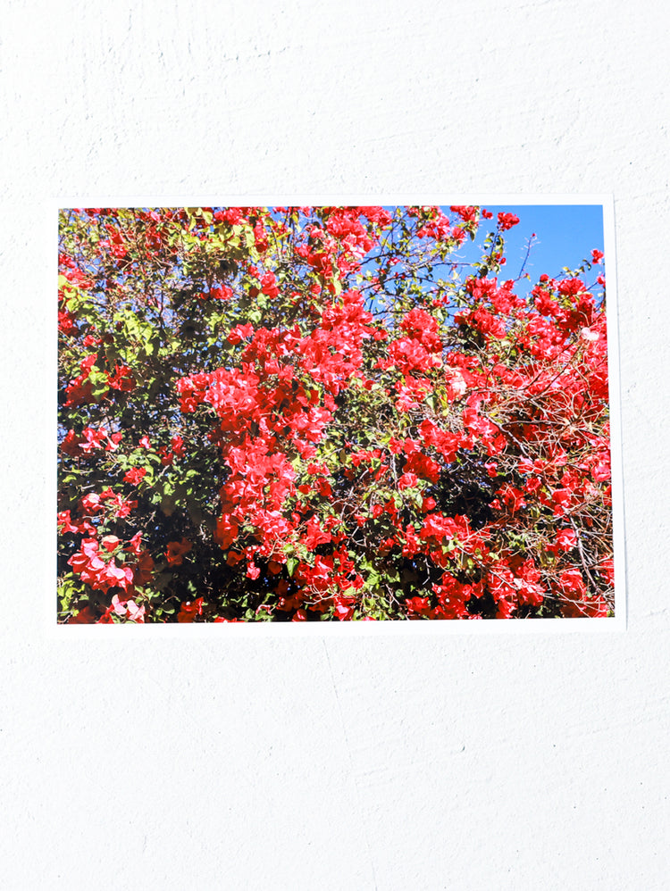 Red Flowers