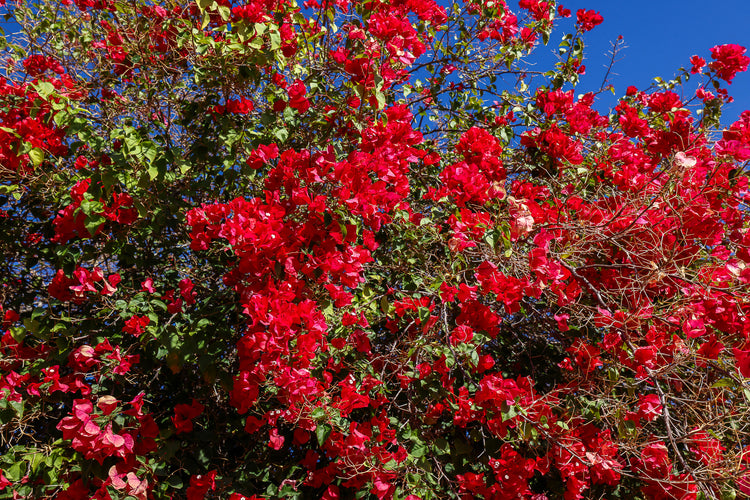 Red Flowers