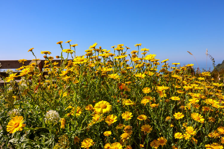 Yellow Wildflowers