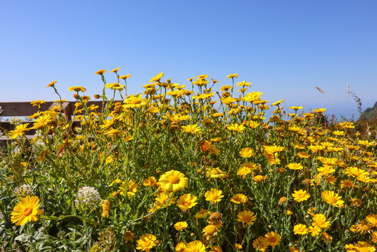 Yellow Wildflowers