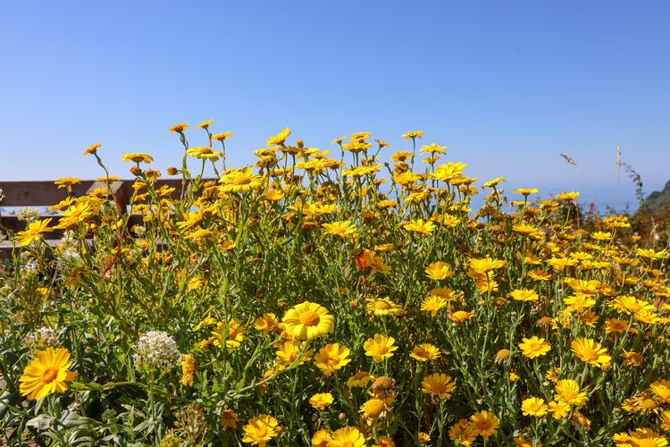 Yellow Wildflowers