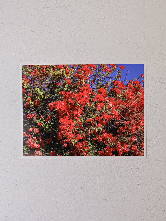 Red Flowers