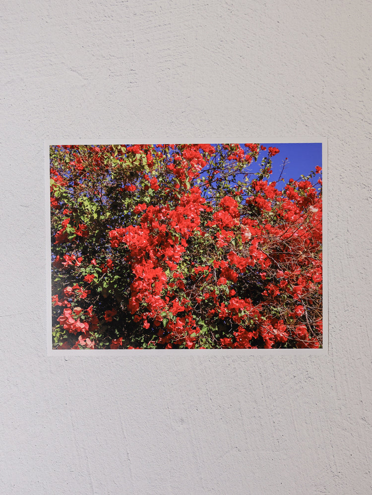 Red Flowers