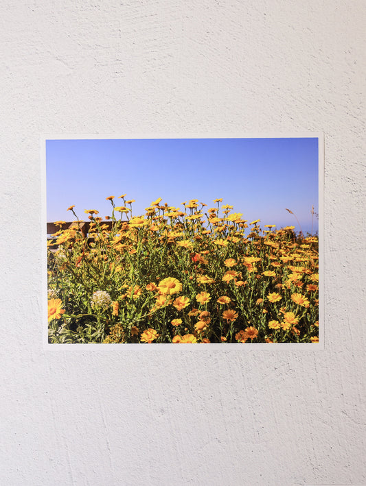 Yellow Wildflowers